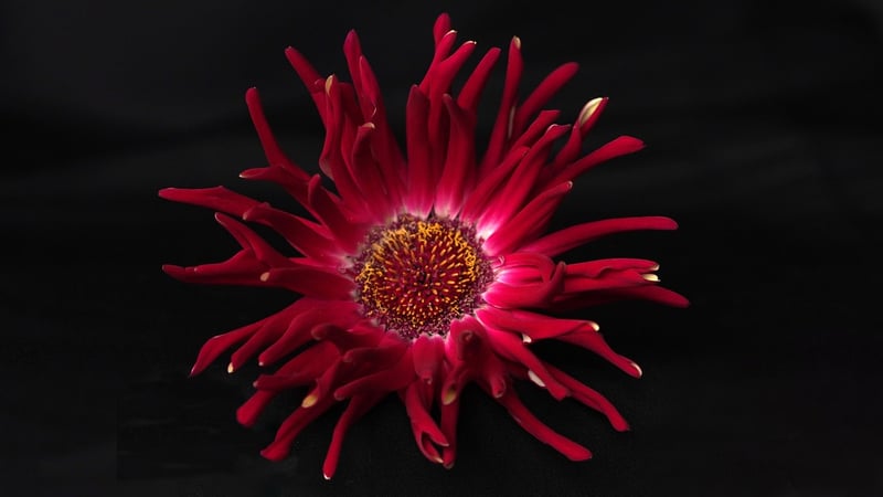 Botanical Art