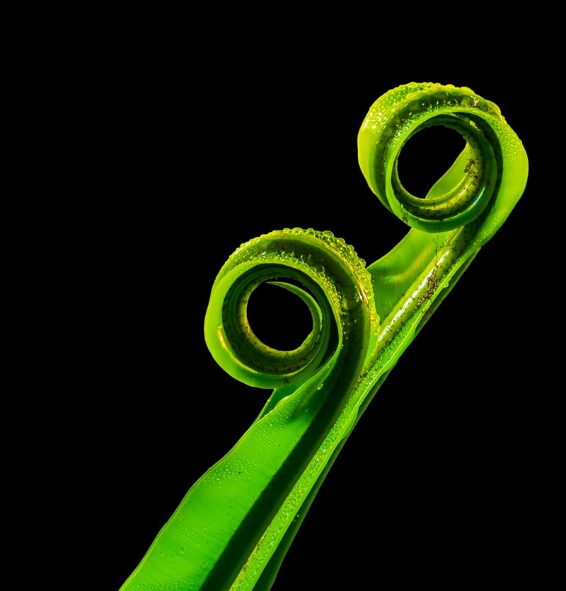 Green Leaves